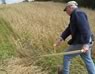 Wheat Harvesting